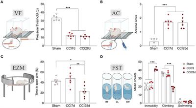 Altered expression of vesicular glutamate transporter-2 and cleaved caspase-3 in the locus coeruleus of nerve-injured rats